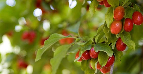 Что приготовить из кизила: варенье, компот, желе, джем, ликер