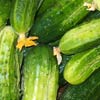 Как выращивать огурцы