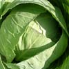 Как вырастить капусту: пекинскую, белокочанную, брюссельскую