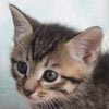 Как ухаживать за котенком (британским, вислоухим, шотландским)